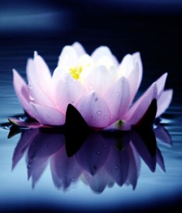 imagenes-primavera-nenufar-p3